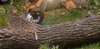 Why Choose Our Tree Removal Services in Rome City, IN?