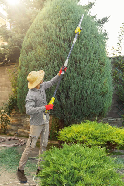 Professional  Tree Services in Rome City, IN